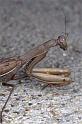 Mantis_religiosa_P1251_Z_80_Les Gris_Frankrijk